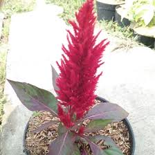 Selain itu juga terdapat jenis bunga lainnya seperti melampodium, bunga salvia, bunga celosia. Jual Produk Hias Bunga Celosia Merah Termurah Dan Terlengkap Agustus 2021 Bukalapak