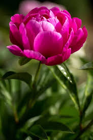 Check spelling or type a new query. Sweet Marjorie Peony Schone Blumen Blumen Blumen Pflanzen