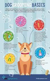 Dog Grooming Tips Every Owner Should Know Pet Symptoms Dog Grooming Dog Grooming Tips Puppy Grooming