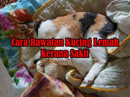 We did not find results for: Eintan Nurfuzie Lifestyle Beauty Travel Tips Rawatan Kucing Review Rawatan