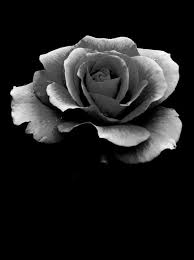 Black And White Rose Photography Pinterest Black And White Roses Black And White Flowers Flowers Photography