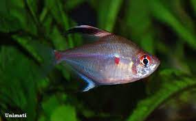 Maybe you would like to learn more about one of these? Hyphessobrycon Erythrostigma Bleeding Heart Tetra Hemigrammus Erythrostigma Hyphessobrycon Rubrostigma Seriously Fish