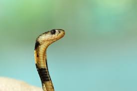 King cobra is popular for his long length or poison. 500 King Cobra Pictures Download Free Images On Unsplash