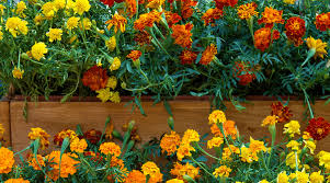 28 Super Unique And Easy To Make Fence Planters What is the reproductive structure of a flowering plant?