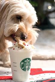 Check spelling or type a new query. Gingerbread Puppuccinos For Dogs Recipe We Are Not Martha