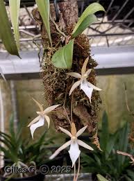 Image result for Aerangis splendida