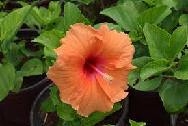 Hibiscus De Chine Hibiscus Rosa Sinensis Taille Bouturage Entretien Hibiscus Rosa Sinensis Hibiscus Noms De Fleurs