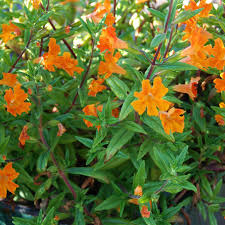Image result for Mimulus