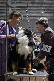 Bernese Mountain Dog Club of America holding its annual show in Loveland  this week