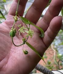 Image result for Passiflora suberosa