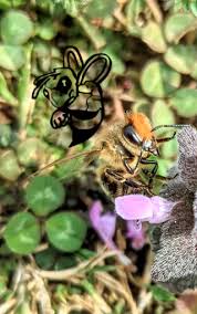 When bees are forming a swarm, they are typically trying to rest. Gilbert Az Bee Removal Call Now 480 690 6295 For A Free Quote