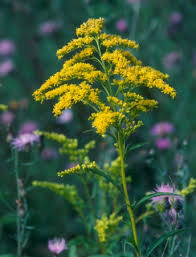 Image result for Solidago juncea