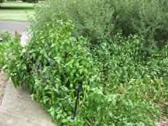 Image result for Rungia