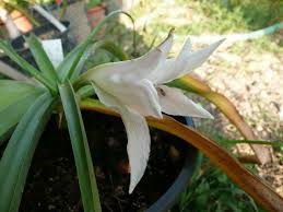 Image result for Crinum paludosum