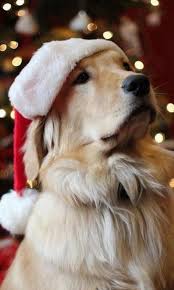 Maybe you would like to learn more about one of these? Christmas Dog Wallpaper For Android Apk Download