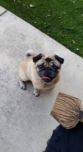 Pawrade connects pawsome people like you with happy, healthy puppies from our respected, prominent breeder relationships we've established over the last 15 years. San Antonio Pug Club Home Facebook
