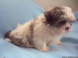 So, don't be mad when your couch, furniture, and floor are messy. Teddy Bear Puppies Wisconsin Dells