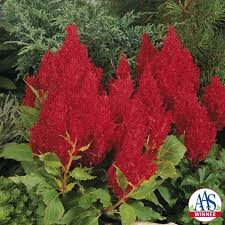 Image result for Celosia nervosa