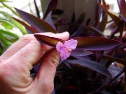 Allgäu erleben blumen der allgäuer alpen. Lila Blatter Rosa Blute Kenn Ich Nicht Tradescantia Pallida Pflanzenbestimmung Pflanzensuche Green24 Pflanzen Garten Forum