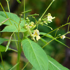 Image result for Impatiens mildbraedii