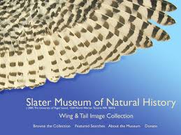 Wing Tail Image Collection Image Collection Bird Wings Wings