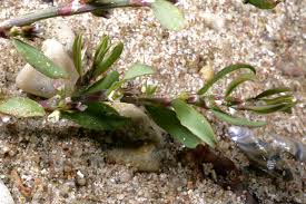 Image result for Oxygonum salicifolium