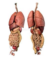 Start studying male internal organs. Internal Organs Adult Male Front And Back View Stock Illustration Illustration Of Lungs Kidneys 142593550