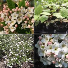 Screening technology for waste wood, woodchip, pellets and many more. Viburnum X Burkwoodii Anne Russell X 4 White Pink Burkwood Fragrant Flowers Hedge Screening Plants Flowering