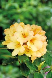 Zusätzlich, wann blüht rhododendron zum ersten mal?. Rhododendron Neuheiten In Voller Blute Zur Ipm Schroder Rhododendron Gmbh Co Kg