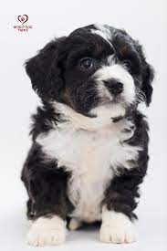 Bernedoodle Price Puppies Beautiful Dogs Maltese Puppy