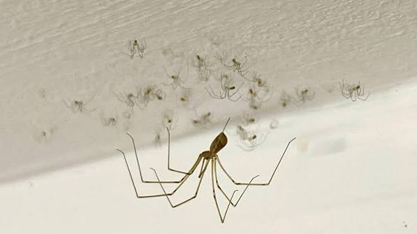 How I overcame my phobia to adopt a daddy longlegs called Trixie | Psyche  Turning Points