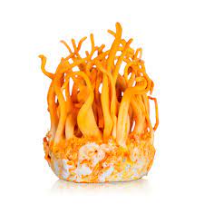 Cordyceps Mushroom Pure Culture Supplier Company in Dominican Republic