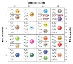 translation dna to mrna to protein learn science at scitable