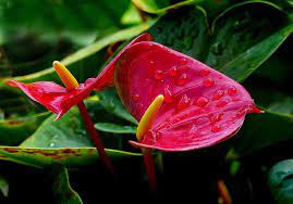 The Heart Shaped Flower Anthurium Anthurium Flamingo Flower Flowers