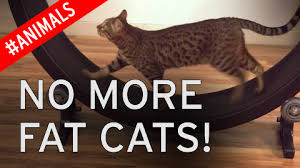 As crazy as a cat exercise wheel sounds, some friskier felines love them. No More Fat Cats World S First Exercise Wheel For Felines Earns Inventor More Than 160 000 Mirror Online