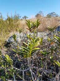 Image result for Tridactyle bicaudata
