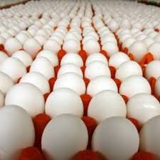 Apakah ayam ketawa betina bisa berkokok? Jual Telur Ayam Bangkok Terbaru Lazada Co Id