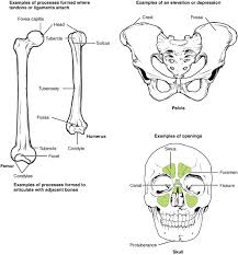 Bone diagram forehead (frontal bone) nose bones (nasals) cheek bone (zygoma) upper jaw (maxilla) lower jaw (mandible) breast bone (sternum) upper arm bone (humerus) lower arm bone (ulna) thigh bone (femur) collar bone (clavicle) toe bones (phalanges) ankle bones. 7 2 Bone Markings Anatomy Physiology