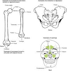 Since in the given question, the structure shown shows the canals helps identify the structure as osteon and is the correct answer. 6 3 Bone Structure Anatomy Physiology