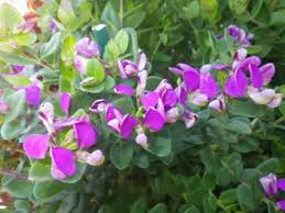 Image result for Polygala schinziana