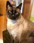 Is It Normal For a Siamese Cat to be Cross-Eyed?