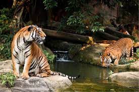 perlu rujukan zoo melaka dibangunkan di atas tapak 22 ha di ayer keroh, dalam tahun 1963.pada mulanya zoo melaka ditadbir oleh kerajaan. Zoo Melaka Night Safari Zoo Kedua Terbesar Di Malaysia Lokasi Percutian