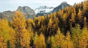 The pocaterra ridge trail is a nice and challenging day hike across the stunning ridge, which is one of the most popular hikes in the kananaskis. It S Nearing The Perfect Time To Visit Larch Valley S Colourful Trees Curated