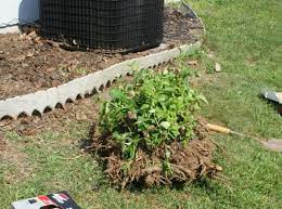 Depending upon the type of bush you have removed, the stump will connect with a root system that lies just below the surface of the soil or deeper. How To Remove A Shrub Or Bush From Your Yard Dengarden