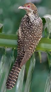 The Asian Koel Eudynamys Scolopaceus Is A Member Of The Cuckoo Order Of Birds It Is Found In South Asia China And Sout Bird Pictures Birds Beautiful Birds
