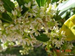 Image result for Chionanthus foveolatus