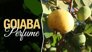 Se consume directamente como fruta fresca, pero también se preparan refrescos, mermeladas, licores, vinagres caseros y otros. Conheca A Goiaba Perfume Guabiraba Ou Palilo Youtube