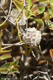 Image result for Cuscuta planiflora