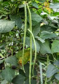 Snap beans, also called green beans or string beans (although most modern varieties do not have strings) are harvested when the pods contain immature seeds, and the pods are still succulent. Growing Green Beans Organically