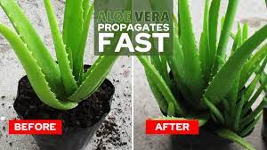 They are definitely not edible in the regular sense, i believe that they've been used. Aloe Vera Stem Too Long How To Fix It Grower Today